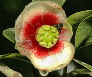 Flor de Clusia lanceolata