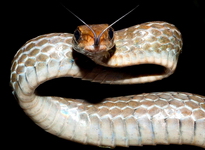Chironius fuscus, cobra-cipó