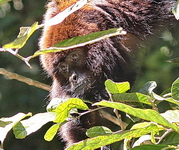 Alouatta clamitans, bugio-ruivo, macho subadulto