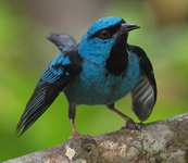 Dacnis cayana, saí-azul, macho