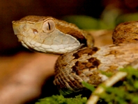 Bothrops jararaca, jararaca