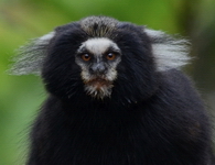 Callithrix aurita, sagui-da-serra-escuro