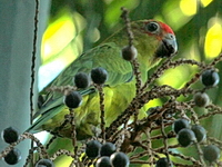 Pionopsitta pileata, cuiú-cuiú, macho