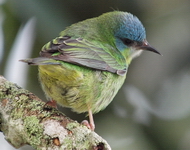 Dacnis cayana, saí-azul, fêmea