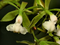 Epidendrum paniculatum