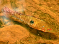 Geophagus brasiliensis, cará