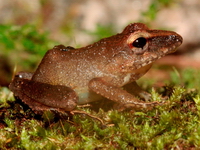 Haddadus binotatus, rã-do-folhiço