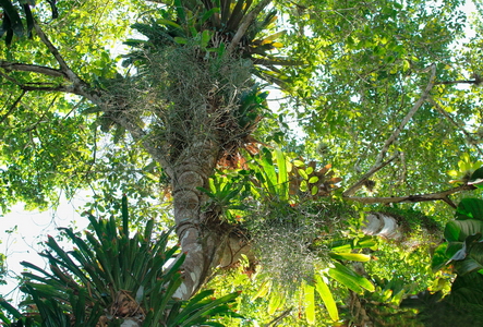 Um verdadeiro jardim suspenso no meio da floresta