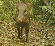 Pecari tajacu, cateto, captado por uma câmera de trilha