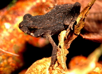 Rhinella ornata, cururuzinho