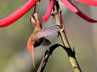 Phaetornis ruber, rabo-branco-rubro se alimentando