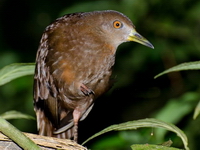 Amaurolimnas concolor, saracura-lisa