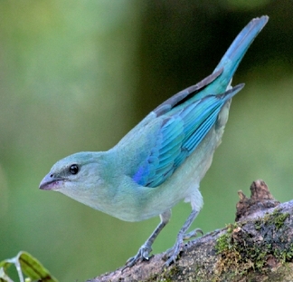 Tangara cyanoptera, sanhaçu-de-encontro-azul, endêmico da Mata Atlântica e quase ameaçado de extinção