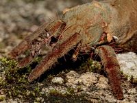 Trichophassus giganteus, mariposa-fantasma