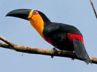 Ramphastos vitellinus, tucano-de-bico-preto