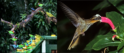 Ramphodon naevius, beija-flor-rajado