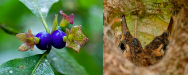 Psychotria nuda