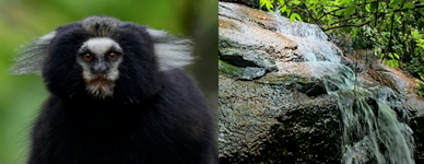 Callithrix aurita, sagui-da-serra-escuro, se refestelando de mamão em um dos comedouros